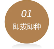 即拔即种
